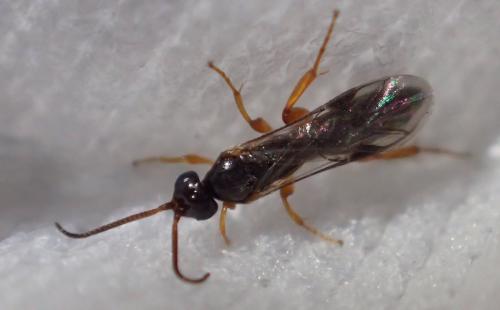 Metopiinae